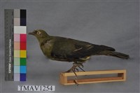 藏品(綠鳩)的圖片